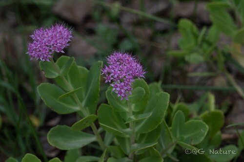 Butterfly Stonecrop