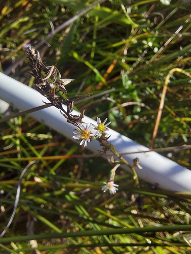 saltmarsh aster