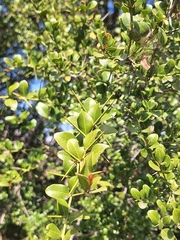 Scutia buxifolia, photograph (c) Rocío Esmeralda Pose, some rights reserved (CC BY)