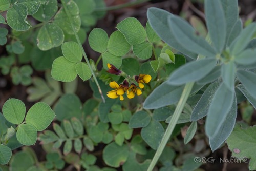 Medicago archiducis-nicolai