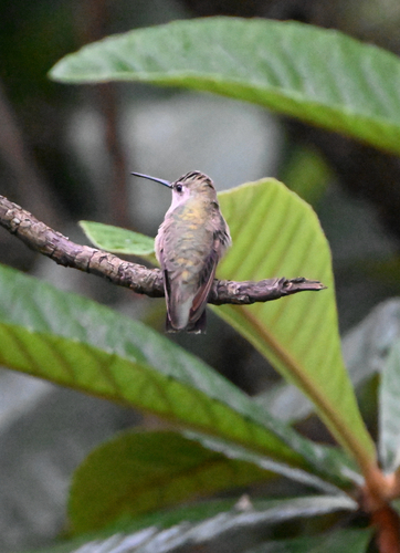 Black-chinned Hummingbird