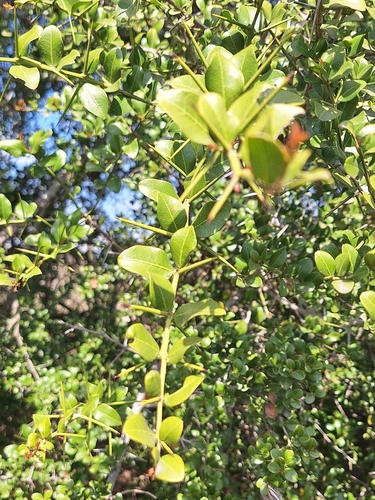Scutia buxifolia, photograph 2