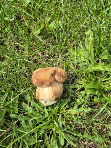 Summer Bolete