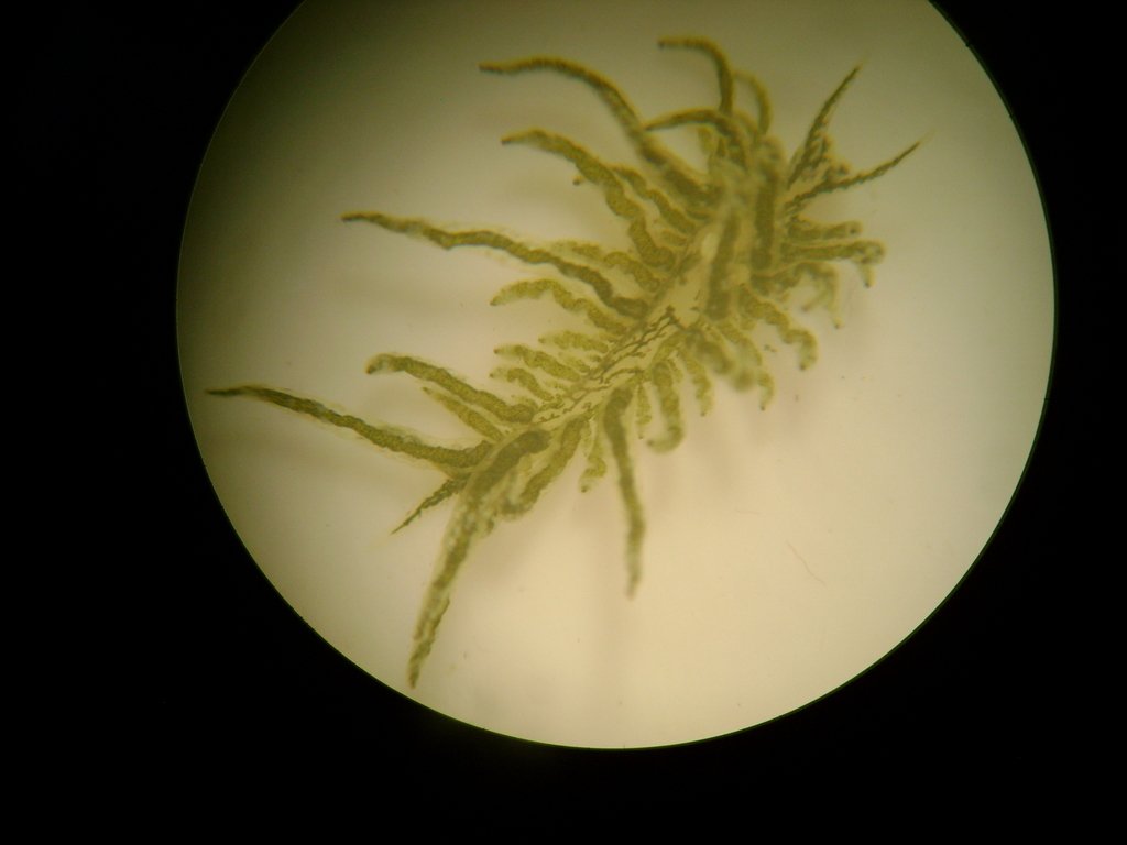 Placida kingstoni