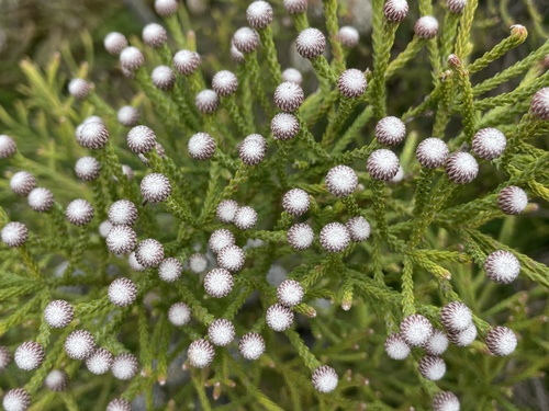 Brunia noduliflora, photograph 6