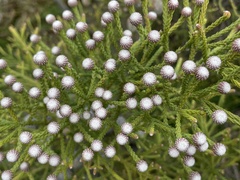 Brunia noduliflora, photograph (c) Cricket Raspet, some rights reserved (CC BY)