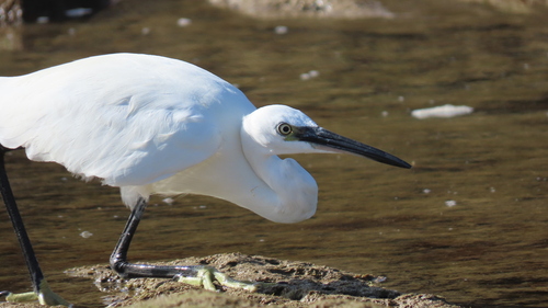 iNaturalist image