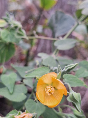 Abutilon grandifolium, photograph 5
