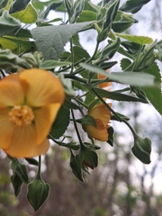 Abutilon grandifolium, photograph (c) Rocío Esmeralda Pose, some rights reserved (CC BY)