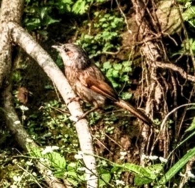Streaked Laughingthrush