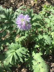 Hydrophyllum capitatum