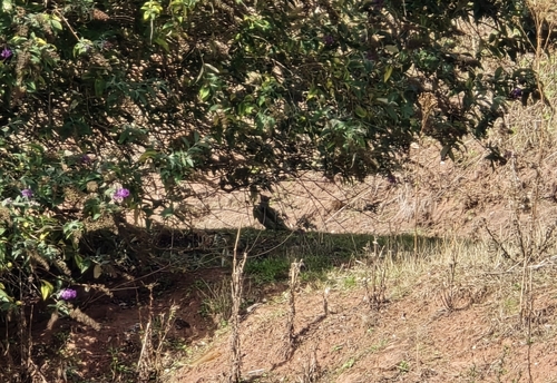 iNaturalist observation photo of Eurasian Green Woodpecker