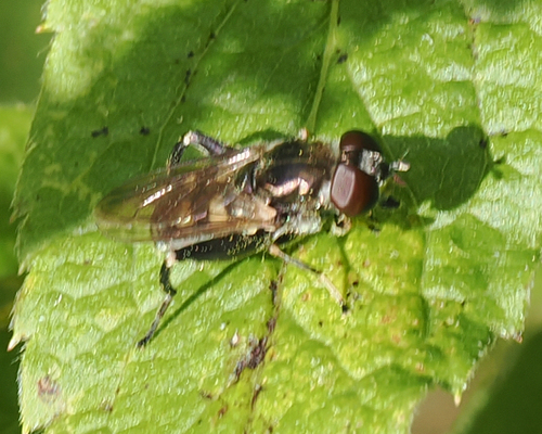 Dusky-banded Leafwalker photo 3