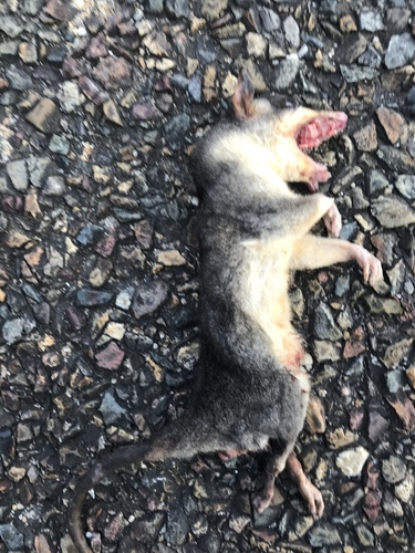 Northern Four-eyed Opossum