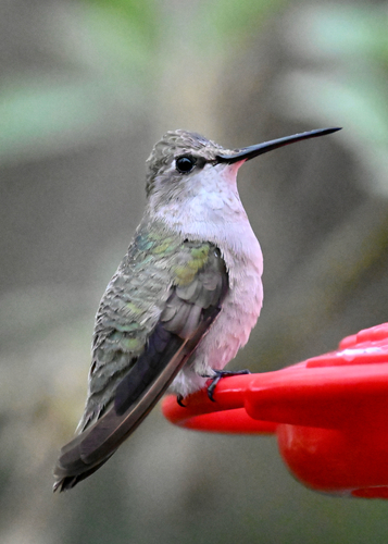 Black-chinned Hummingbird