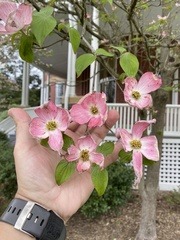 Cornus florida rubra
