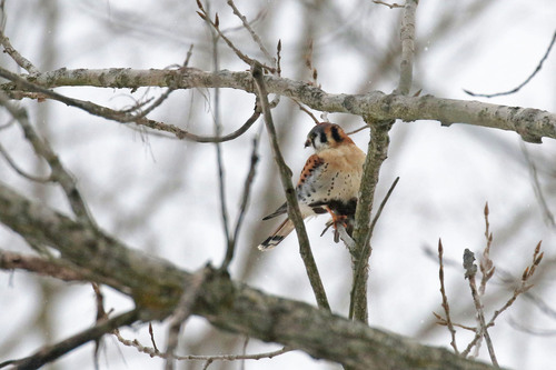 American Kestrel