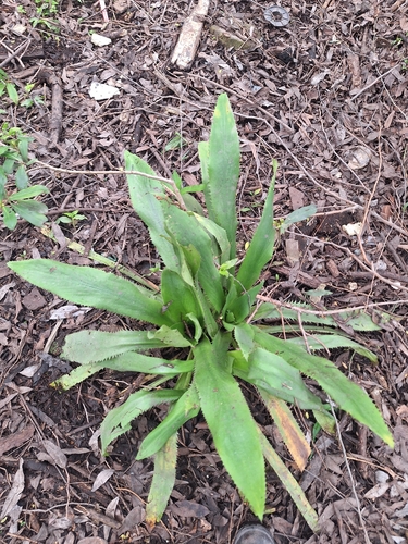 Eryngium elegans