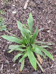 Eryngium elegans