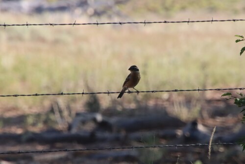 Black-headed Grosbeak