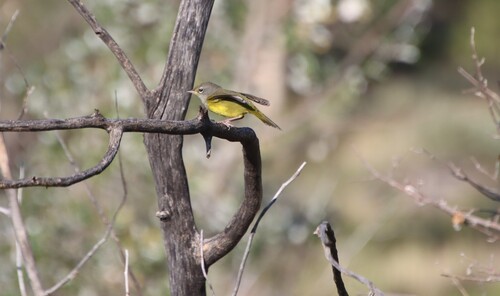 MacGillivray's Warbler