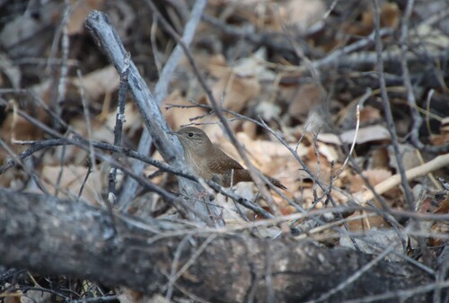 Northern House Wren