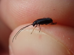 Luperus longicornis