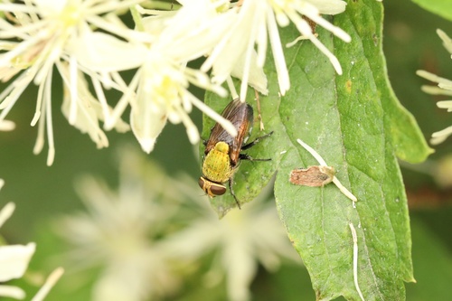 Isomyia prasina