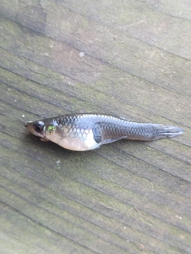Eastern Mosquitofish