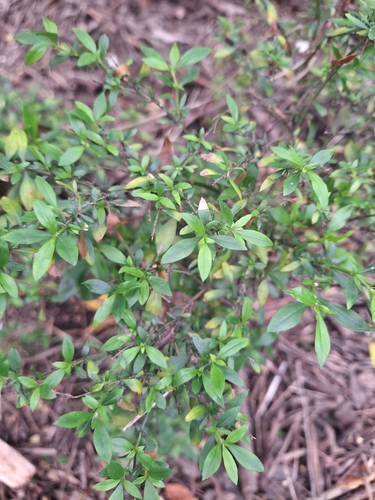 Galianthe brasiliensis