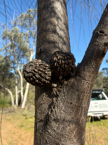 Allocasuarina huegeliana, 2026-09-10
