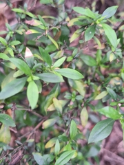 Galianthe brasiliensis, photograph (c) Rocío Esmeralda Pose, some rights reserved (CC BY)
