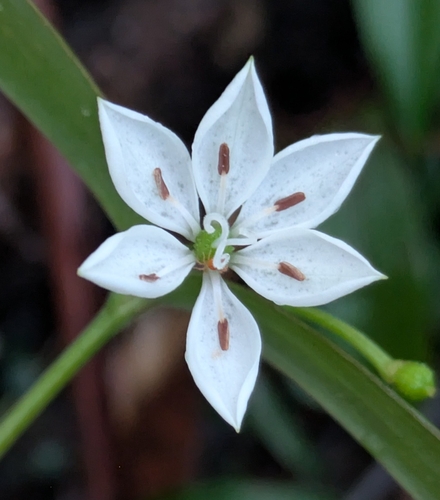 Schelhammera multiflora observed 2026-08-03