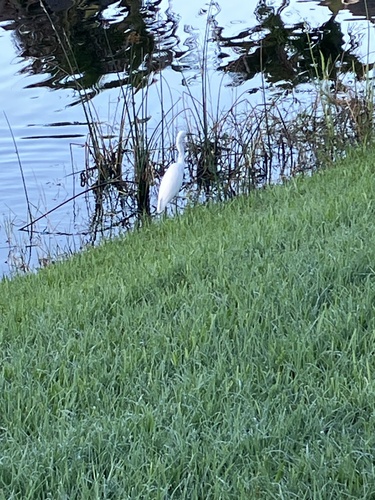 Snowy Egret
