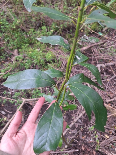 Ocotea acutifolia, photograph 6