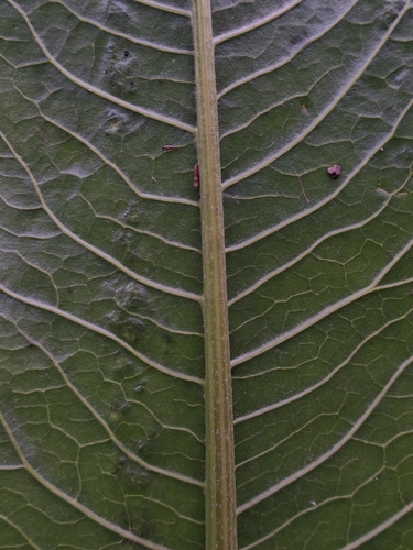 Senecio bonariensis, photograph 2