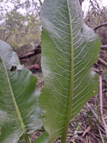 Senecio bonariensis, photograph 3