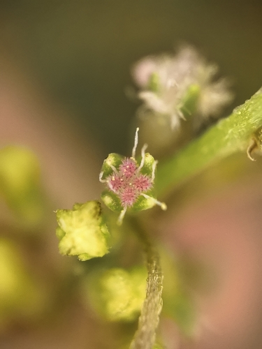 Gonocarpus chinensis observed 2026-09-10
