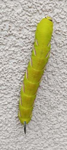 Privet Hawkmoth