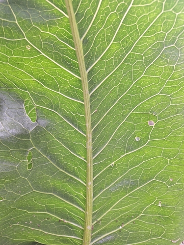 Senecio bonariensis, photograph 4