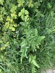 Crepis biennis