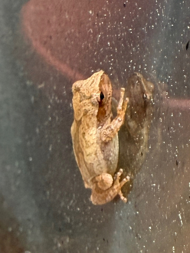 Spring Peeper