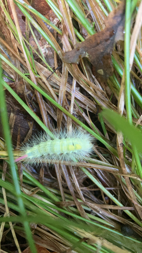 Pale Tussock Moth