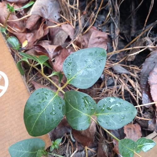greater periwinkle