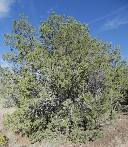 Juniperus monosperma, photograph 5