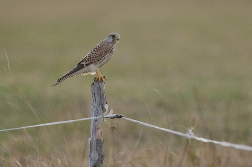 Eurasian Kestrel