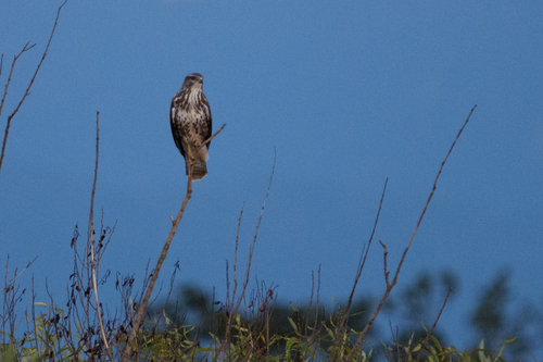 Common Buzzard