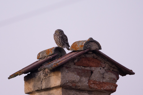Little Owl