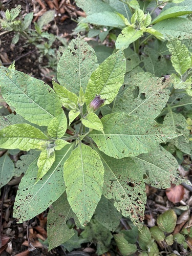 Deadly Nightshade