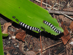 Xanthopastis regnatrix